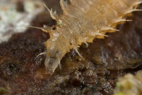Fannia sp.